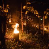 Différentes mesures ont été mises en place dans les vignes du canton pour lutter contre le gel durant la nuit.